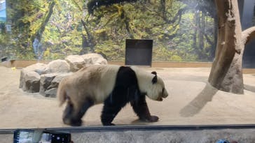 恩賜上野動物園に投稿された画像（2025/12/19）