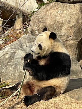 恩賜上野動物園に投稿された画像（2025/12/19）