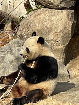 恩賜上野動物園に投稿された画像（2025/12/19）