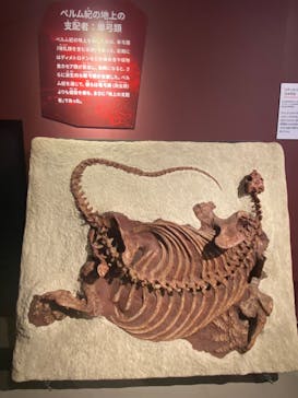 特別展「大絶滅展―生命史のビッグファイブ」に投稿された画像（2025/12/19）