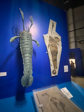 特別展「大絶滅展―生命史のビッグファイブ」に投稿された画像（2025/12/19）