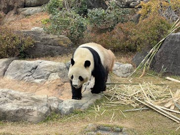 恩賜上野動物園に投稿された画像（2025/12/19）