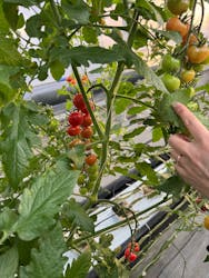 淡路ファームパーク イングランドの丘に投稿された画像（2025/12/19）