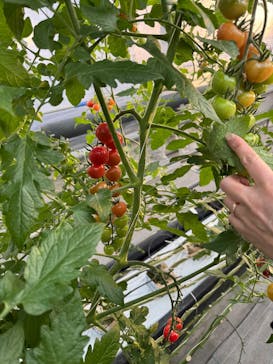 淡路ファームパーク イングランドの丘に投稿された画像（2025/12/19）