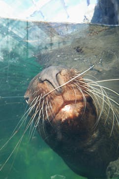環境水族館アクアマリンふくしまに投稿された画像（2025/12/19）