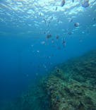 青の洞窟専門店　沖縄ダイビングショップ和に投稿された画像（2025/12/19）