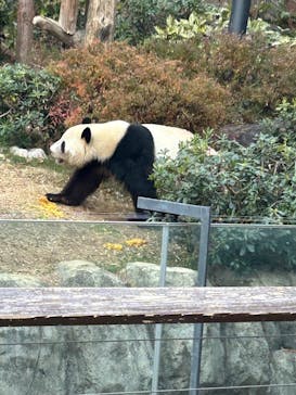 恩賜上野動物園に投稿された画像（2025/12/19）