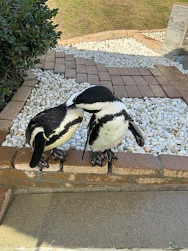 マリンワールド海の中道に投稿された画像（2025/12/19）