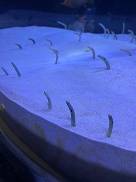 マリンワールド海の中道に投稿された画像（2025/12/19）