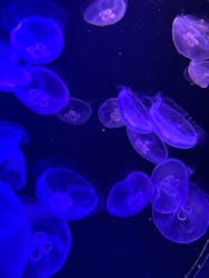 マリンワールド海の中道に投稿された画像（2025/12/19）