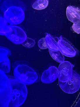 マリンワールド海の中道に投稿された画像（2025/12/19）