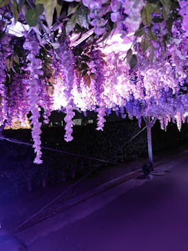 東京メガイルミに投稿された画像（2025/12/19）