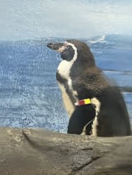 新江ノ島水族館に投稿された画像（2025/12/19）