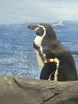新江ノ島水族館に投稿された画像（2025/12/19）