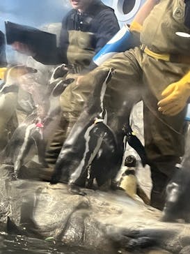 新江ノ島水族館に投稿された画像（2025/12/19）