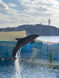 新江ノ島水族館に投稿された画像（2025/12/19）
