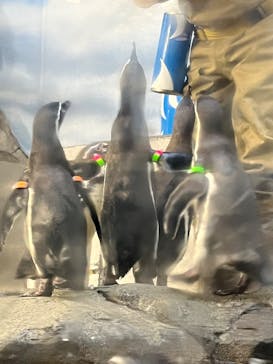 新江ノ島水族館に投稿された画像（2025/12/19）