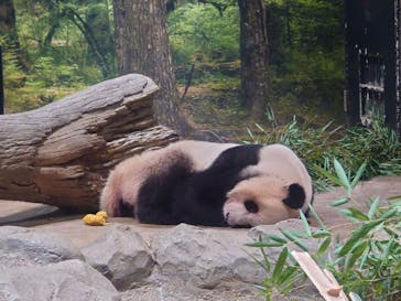 恩賜上野動物園に投稿された画像（2025/12/19）
