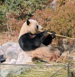 恩賜上野動物園に投稿された画像（2025/12/19）