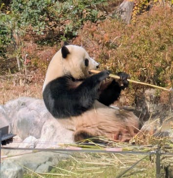恩賜上野動物園に投稿された画像（2025/12/19）