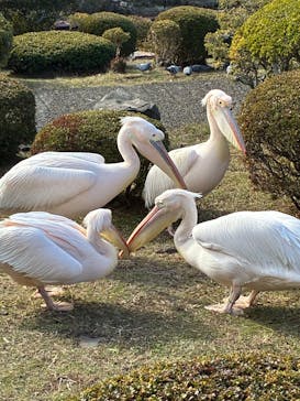伊豆シャボテン動物公園に投稿された画像（2025/12/19）