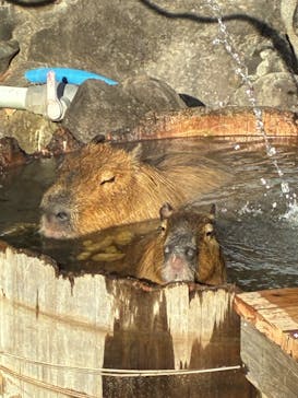 伊豆シャボテン動物公園に投稿された画像（2025/12/19）