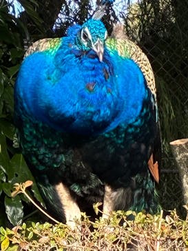 伊豆シャボテン動物公園に投稿された画像（2025/12/19）