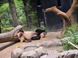 恩賜上野動物園に投稿された画像（2025/12/19）