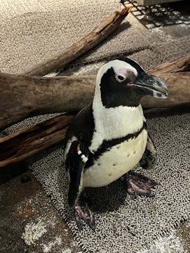 NIFREL（ニフレル）に投稿された画像（2025/12/19）