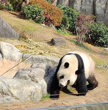 恩賜上野動物園に投稿された画像（2025/12/19）