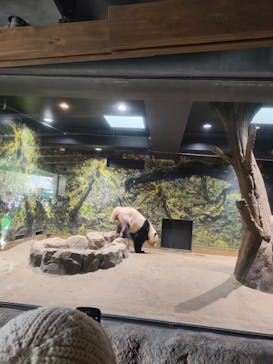 恩賜上野動物園に投稿された画像（2025/12/19）