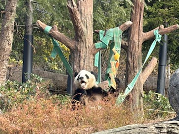 恩賜上野動物園に投稿された画像（2025/12/19）