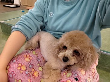 いぬカフェRio 吉祥寺店に投稿された画像（2025/12/19）