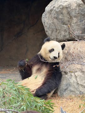 恩賜上野動物園に投稿された画像（2025/12/20）