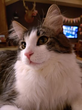 猫カフェモカ　池袋東口店に投稿された画像（2025/12/20）