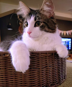 猫カフェモカ　池袋東口店に投稿された画像（2025/12/20）