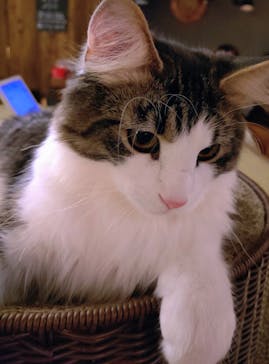 猫カフェモカ　池袋東口店に投稿された画像（2025/12/20）