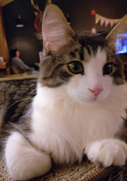 猫カフェモカ　池袋東口店に投稿された画像（2025/12/20）