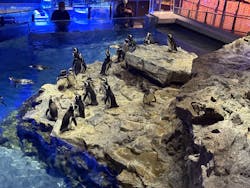 すみだ水族館に投稿された画像（2025/12/20）