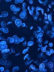 すみだ水族館に投稿された画像（2025/12/20）