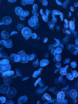 すみだ水族館に投稿された画像（2025/12/20）