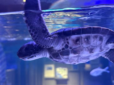 すみだ水族館に投稿された画像（2025/12/20）