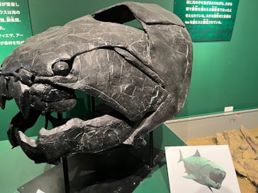 特別展「大絶滅展―生命史のビッグファイブ」に投稿された画像（2025/12/20）