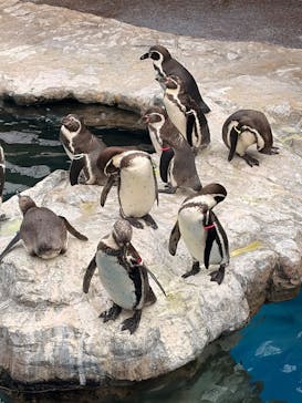 アクアワールド茨城県大洗水族館に投稿された画像（2025/12/20）