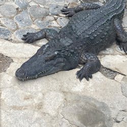 熱川バナナワニ園に投稿された画像（2025/12/20）