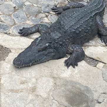 熱川バナナワニ園に投稿された画像（2025/12/20）