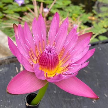 熱川バナナワニ園に投稿された画像（2025/12/20）