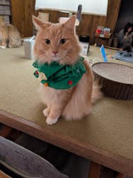 猫カフェモカ　池袋東口店に投稿された画像（2025/12/20）
