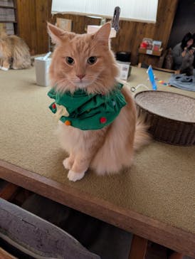 猫カフェモカ　池袋東口店に投稿された画像（2025/12/20）