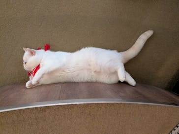 猫カフェモカ　池袋東口店に投稿された画像（2025/12/20）